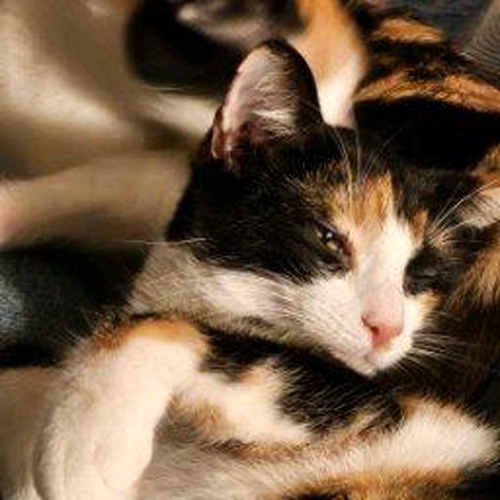 Avatar - SomewhereDownInTexas